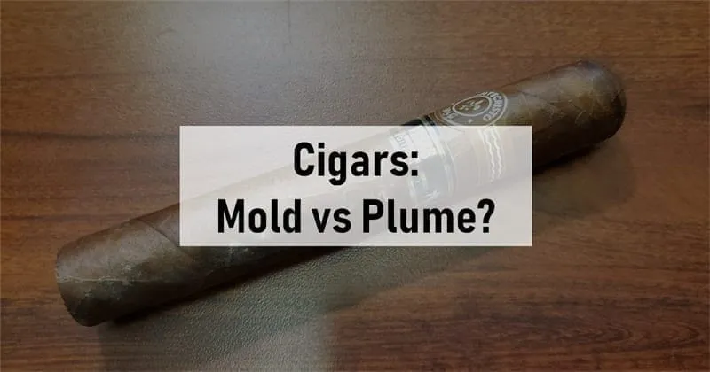 moisissure de cigare vs fleur2