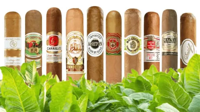 saveur de cigare10