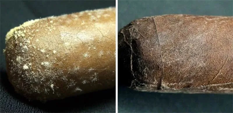 moisissure de cigare vs fleur